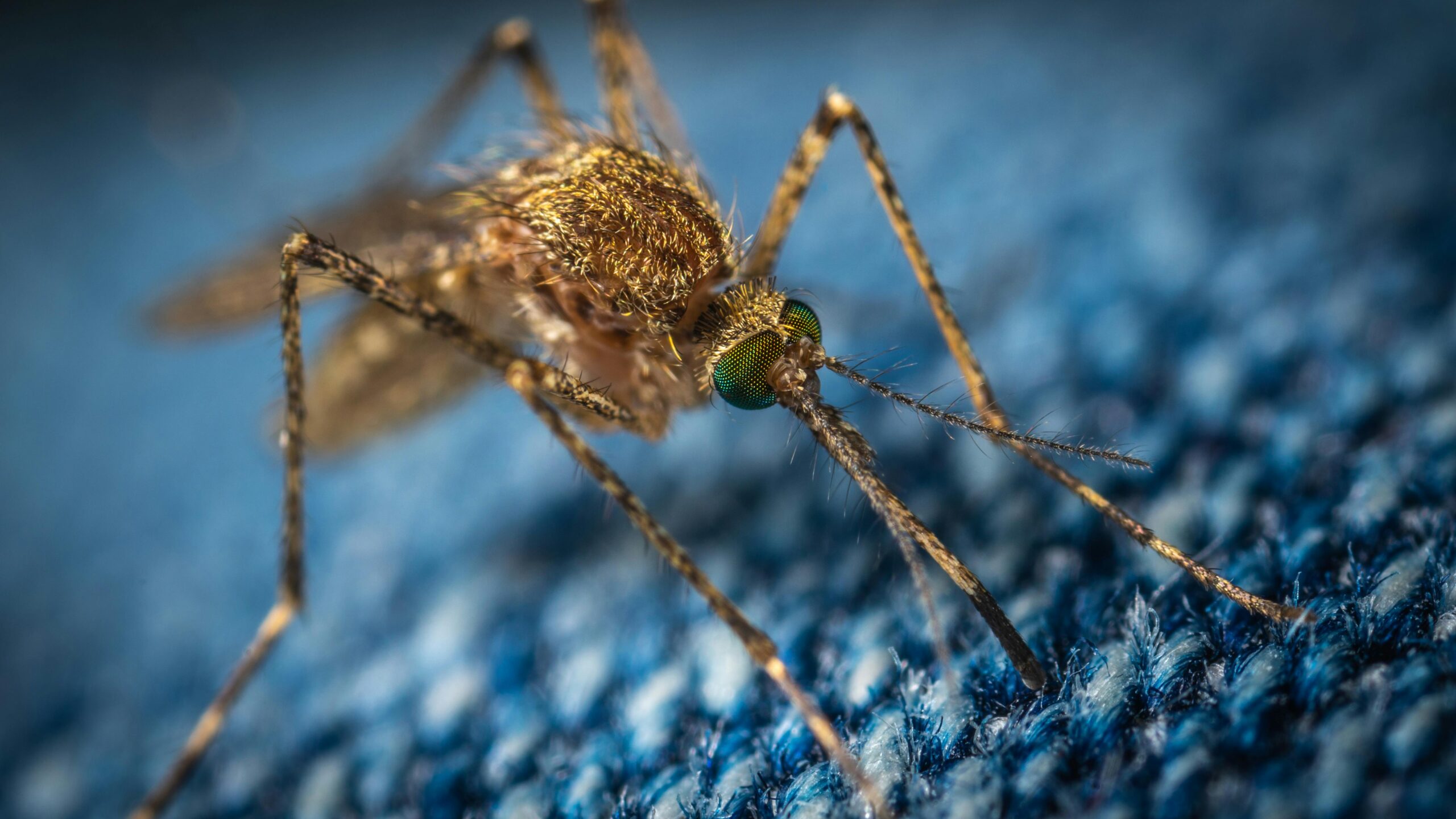 Lockdown per Virus da Zanzare? Il Rischio è più Vicino di Quanto Pensi